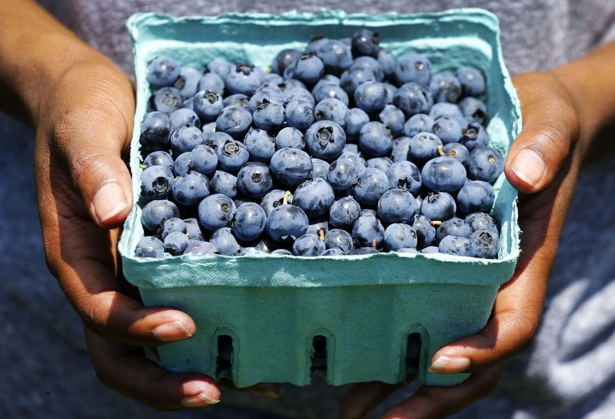 Awald Farms blueberries picking quarts
